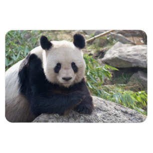Ímã Panda Amigável