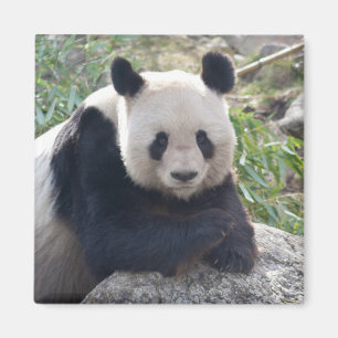 Imã Panda Amigável