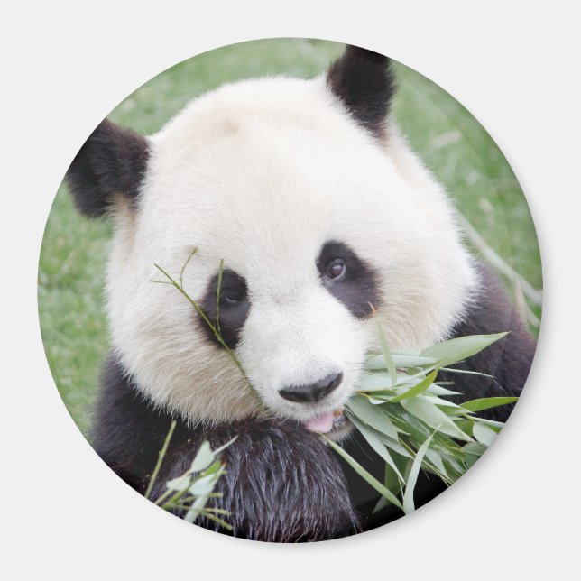 Imã Panda gigante da foto do Magnet. Panda Gant. (Frente)