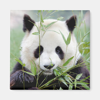 Imã Panda gigante do Magnet Photo. Panda Gant.