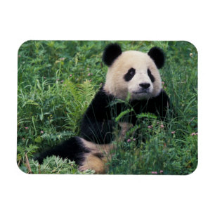 Ímã Panda gigante na grama, vale de Wolong, Sichuan