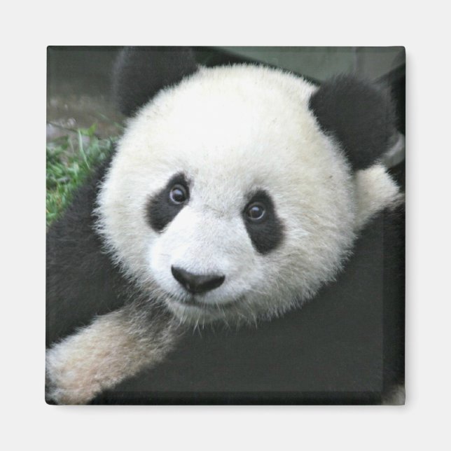 Imã Panda Gigante na Grama Verde (Frente)