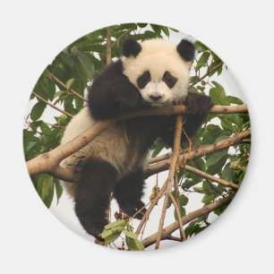 Imã panda gigante nova