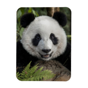 Ímã Panda jovem feliz, China