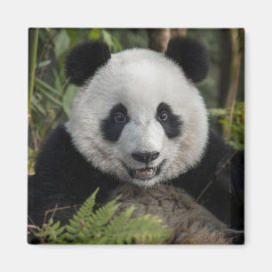 Imã Panda jovem feliz, China