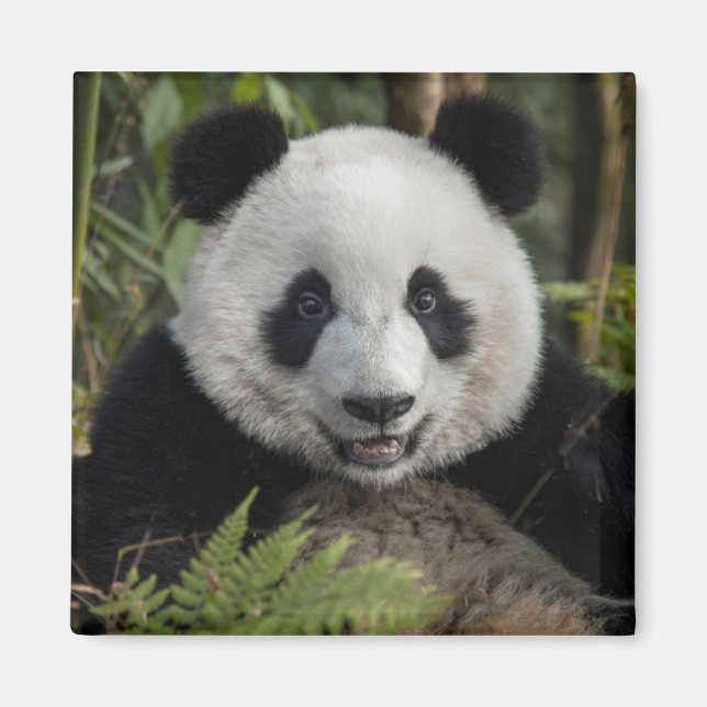 Imã Panda jovem feliz, China (Frente)