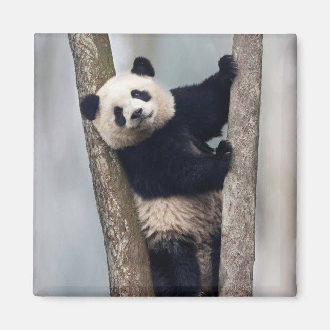 Imã Panda jovem subindo em uma árvore, China (Frente)