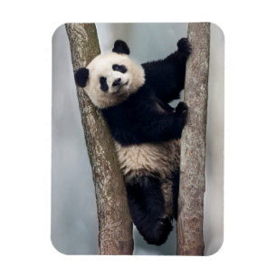 Ímã Panda jovem subindo em uma árvore, China