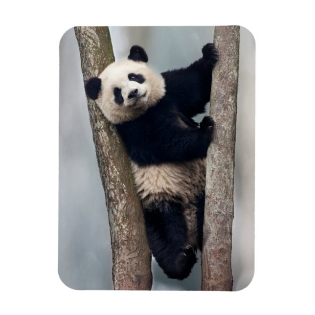 Ímã Panda jovem subindo em uma árvore, China (Vertical)