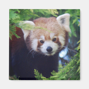 Imã Panda vermelha
