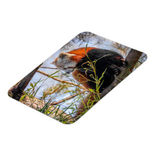 Ímã Panda vermelha