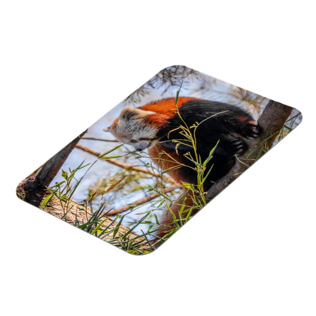 Ímã Panda vermelha (Left Side)