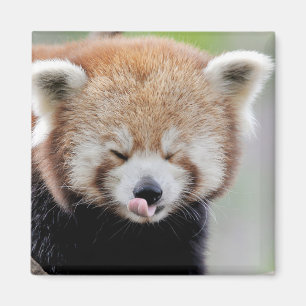 Imã Panda vermelha da foto do imã. Panda roux.