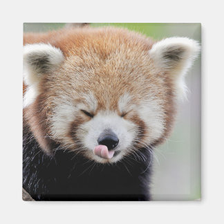 Imã Panda vermelha da foto do imã. Panda roux.