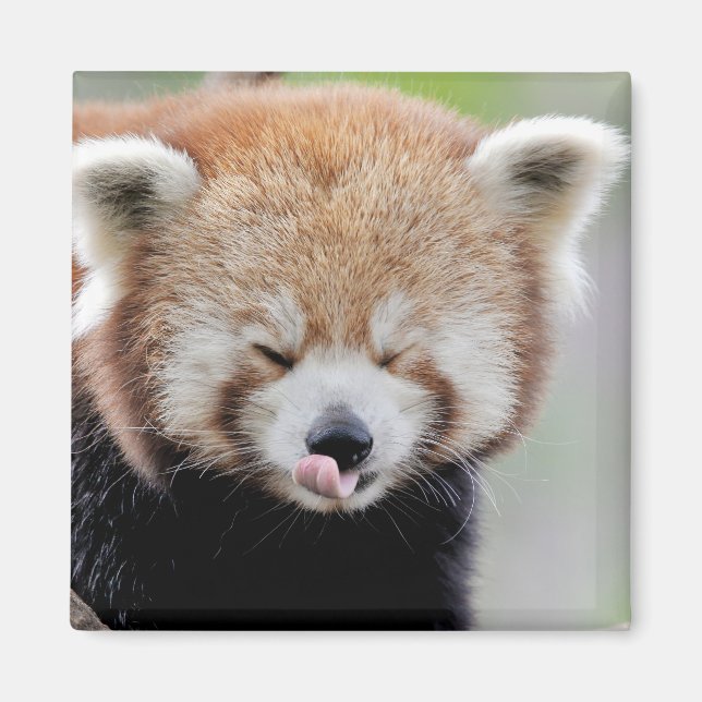 Imã Panda vermelha da foto do imã. Panda roux. (Frente)