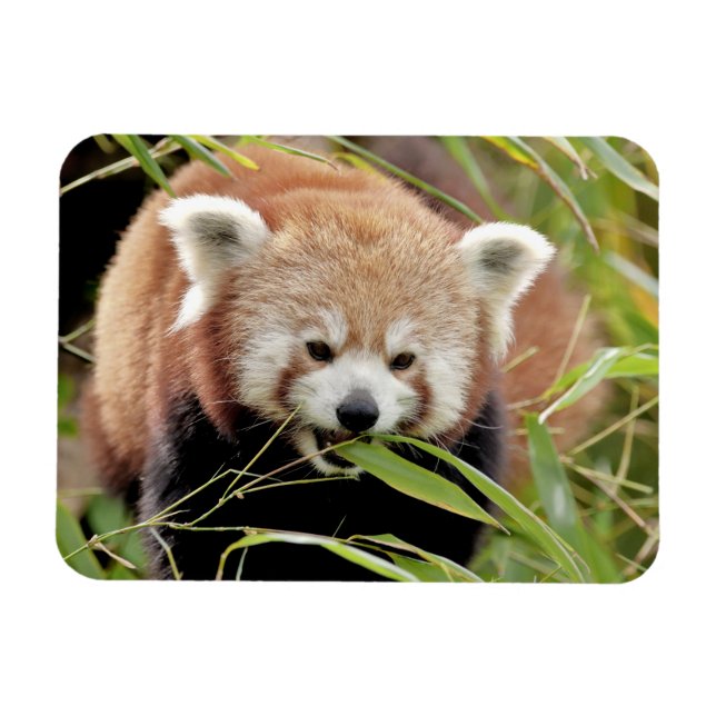 Ímã Panda vermelha fotográfica flexível, animais 0261. (Horizontal)