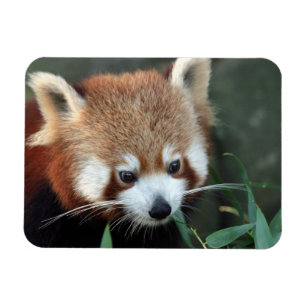 Ímã Panda vermelha, jardim zoológico de Taronga,