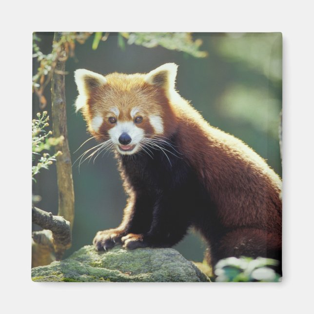 Imã Panda-vermelho Ailurus fulgens) (Frente)