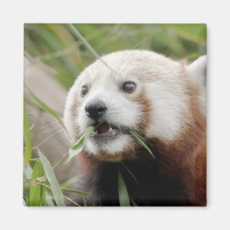 Imã Panda vermelho de foto do magneto. Panda roux.