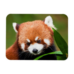 Ímã Panda Vermelho Fofo