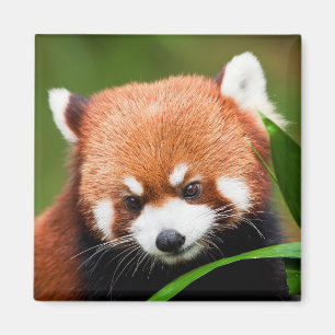 Imã Panda Vermelho Fofo