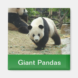 Imã Pandas gigantes