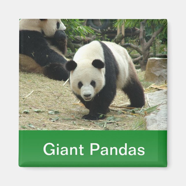 Imã Pandas gigantes (Frente)