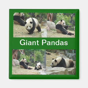 Imã pandas gigantes