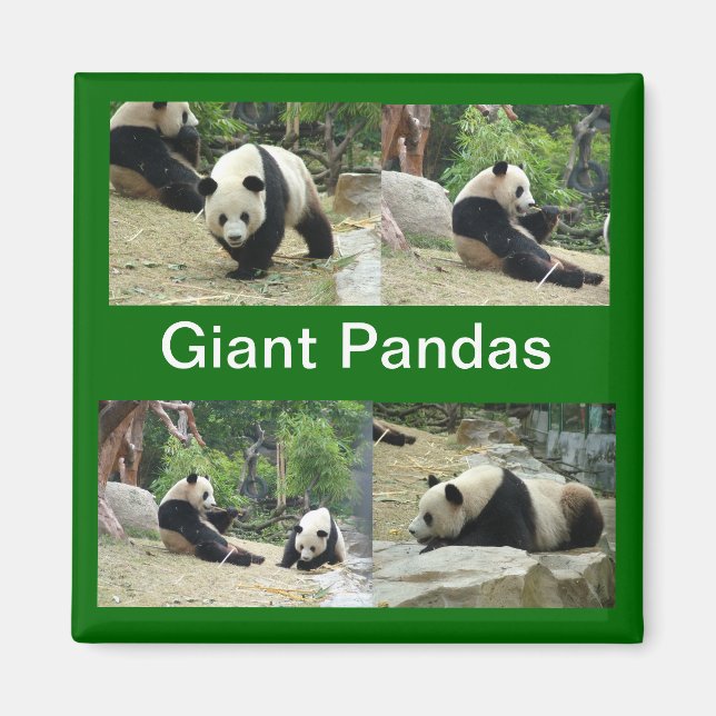 Imã pandas gigantes (Frente)
