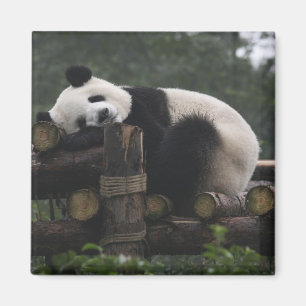 Imã Pandas gigantes na Proteção contra Panda Gigante