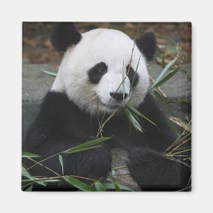 Imã Pandas gigantes na proteção da panda gigante &