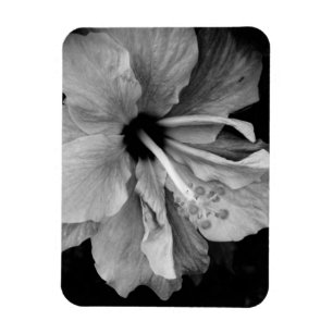 Ímã Panfleto do Hibisco