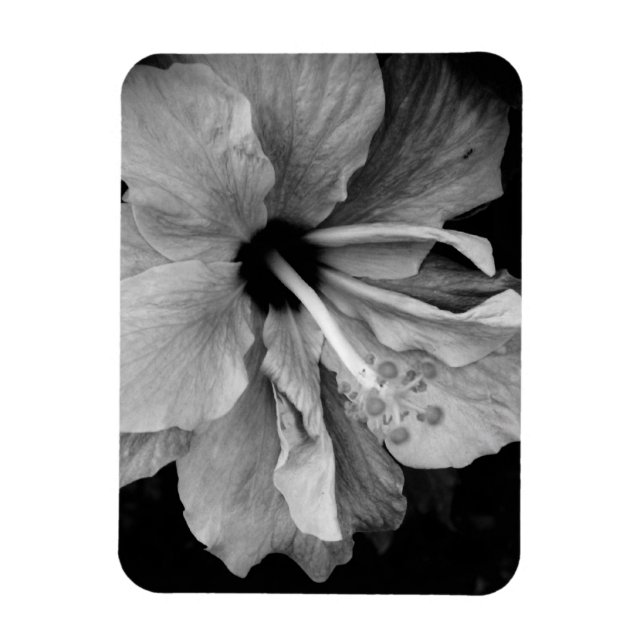 Ímã Panfleto do Hibisco (Vertical)