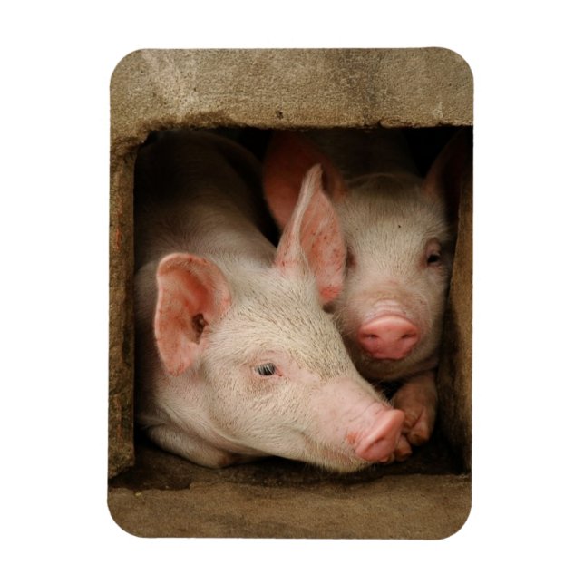 Ímã Panfletos Curiosos (Vertical)