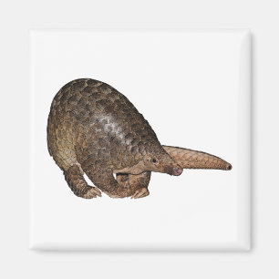 Imã Pangolin de Sunda