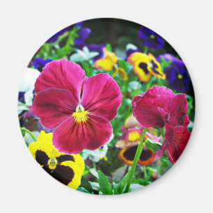 Imã Pansies coloridos