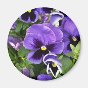 Imã pansies roxos