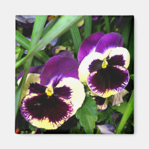 Imã Pansies roxos - ímã