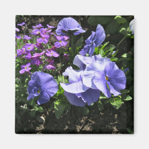 Imã Pansies roxos tímidos