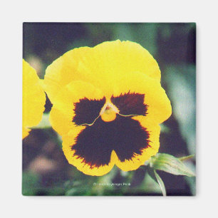 Imã Pansy Amarelo