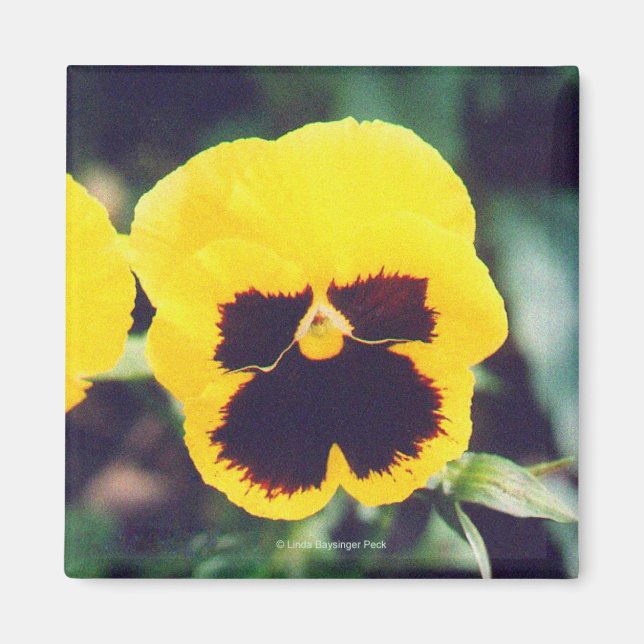 Imã Pansy Amarelo (Frente)