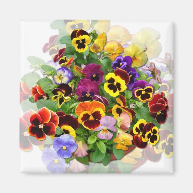 Imã PANSY BEAUTY ~ Magnet (Frente)