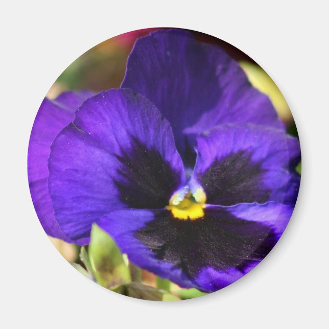 Imã Pansy Flower Magnet (Frente)