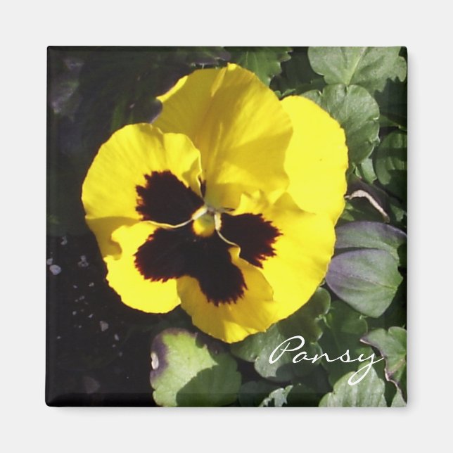 Imã Pansy Magnet (Frente)