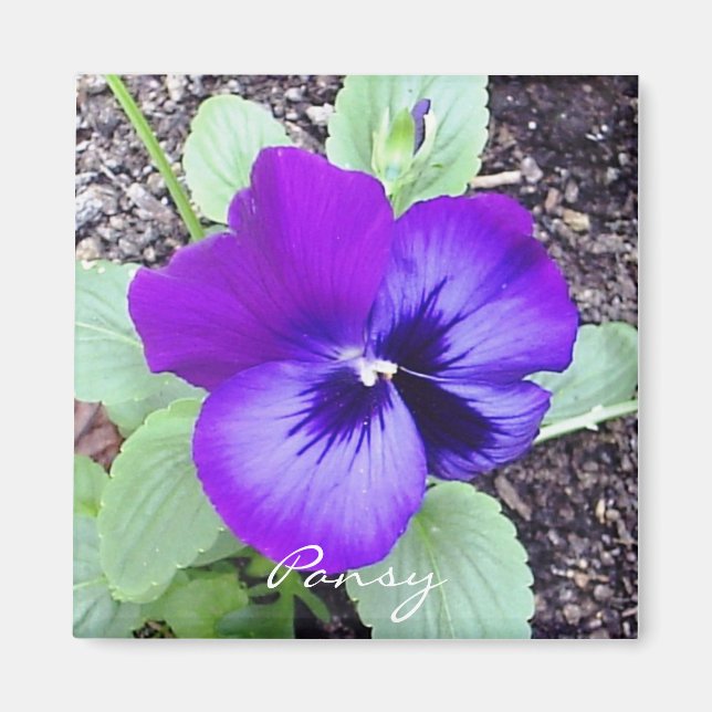 Imã Pansy Magnet (Frente)