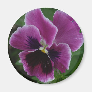 Imã Pansy Pictures Round Magnet