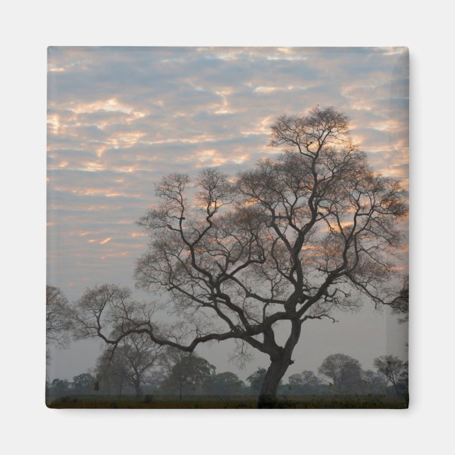 Imã Pantanal Wetlands | América do Sul, Brasil (Frente)