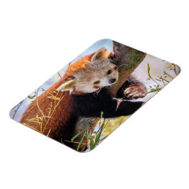 Ímã Pantaninha vermelha preguiçosa