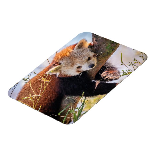 Ímã Pantaninha vermelha preguiçosa (Left Side)