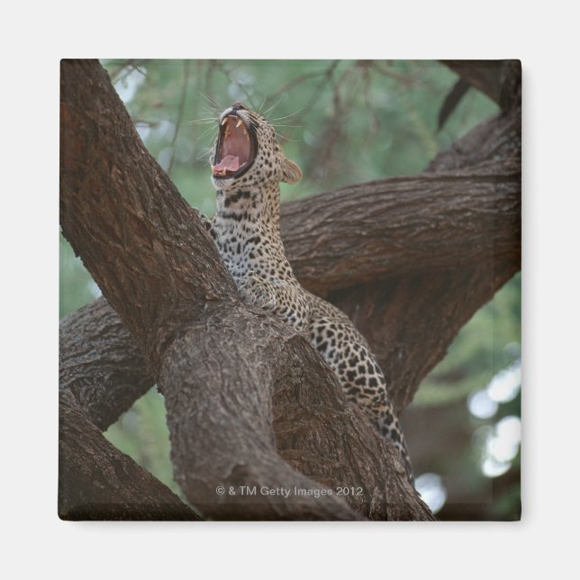 Imã Pantera (Frente)